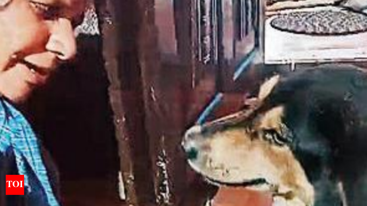 Dog 'remorseful' as biker dies trying to dodge it, visits