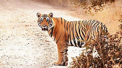 Rajasthan's nomad tiger seen in Kuno amid fears of low prey base