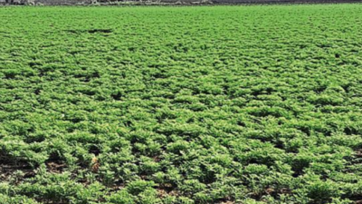 Farmers stare at another drought due to warm winter