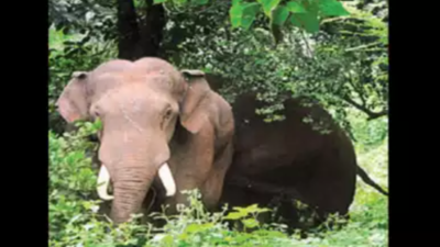 Wild elephant kills TN tea factory worker