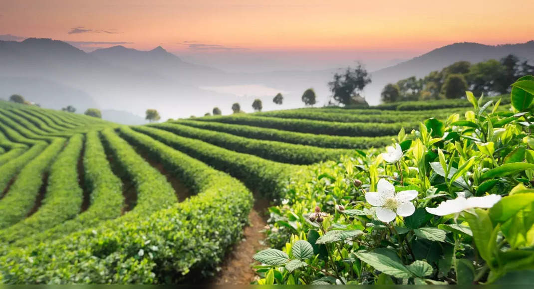 Tea gardens of India: Journey of your favourite cup of tea, India ...