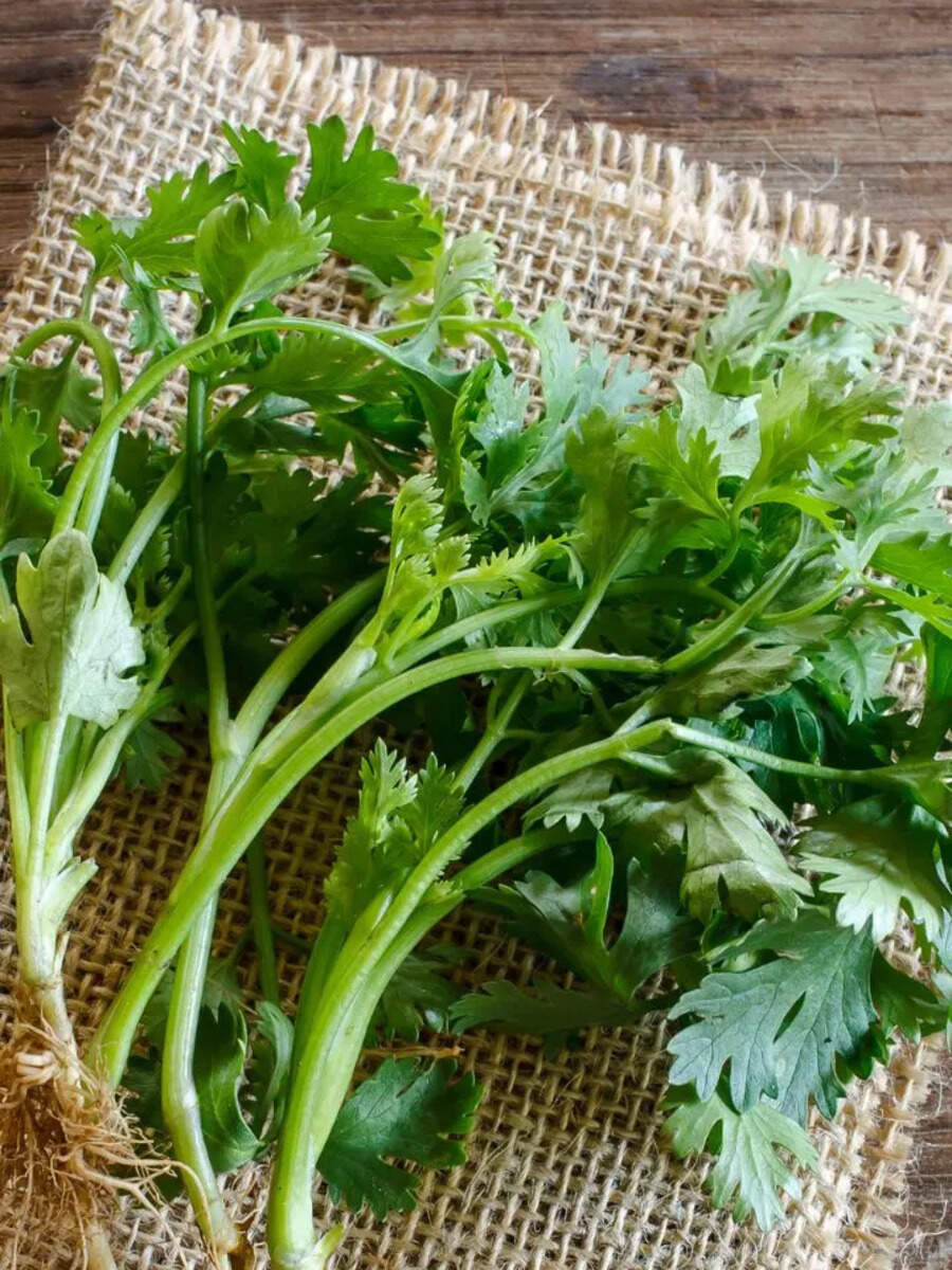 12 benefits of eating coriander leaves in winter Times of India