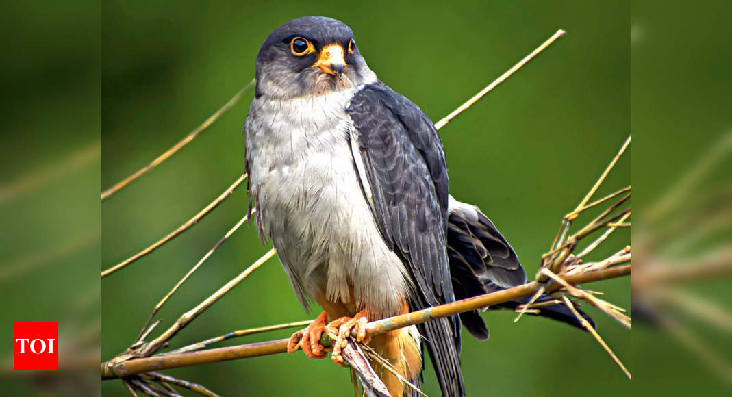 Once massacred, Amur falcon a cherished guest in North-East 
