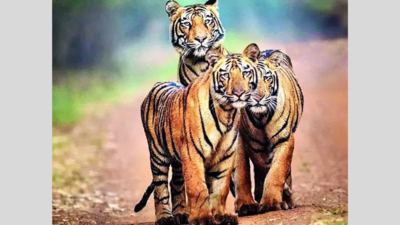 Call of the wild: Tigress grooms mother’s cub