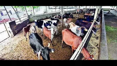 CPCC asks MC to register dairies, gaushalas in Chd