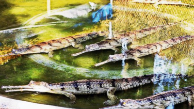 Crocodiles most adopted animals at Chhatbir Zoo, snakes fare well too