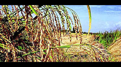 Rain forecast frets paddy farmers in state