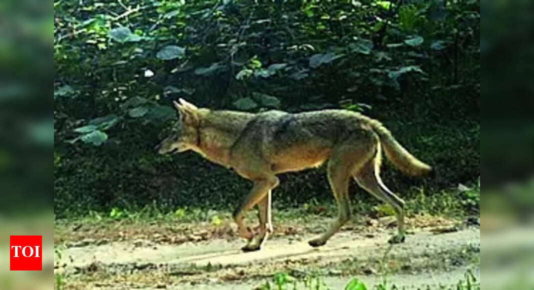 Grey Wolf: Rare Grey Wolf Sighted In Debrigarh | Bhubaneswar News ...