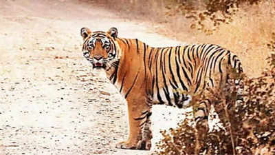 100 personnel, drones in hunt for maneater tiger in Karnataka