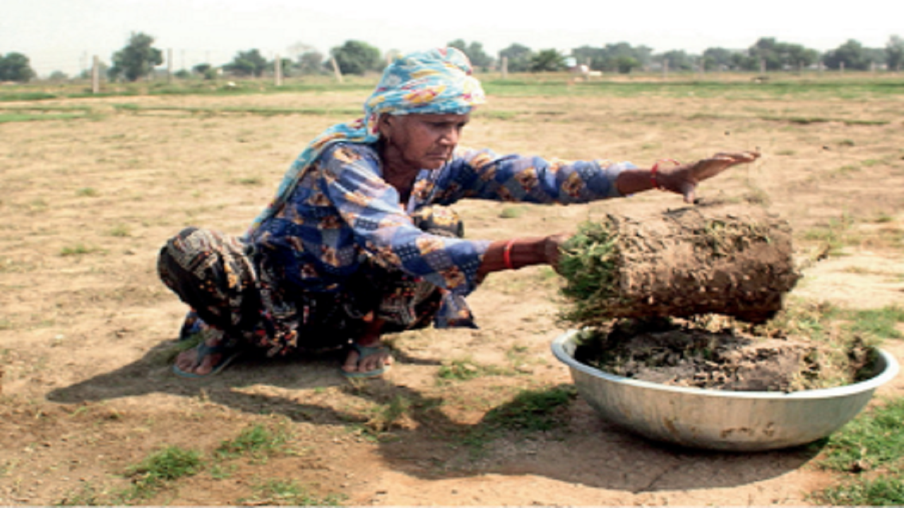 Carpet Grass: Carpet Grass Farming: A Profitable Venture in Raghunathpur, Ghaziabad |  Ghaziabad News