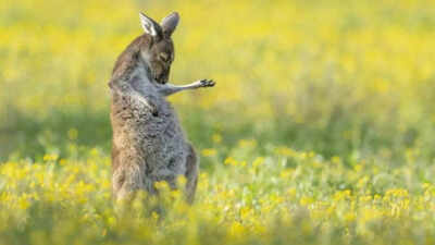 Comedy Wildlife Awards: Kangaroo takes "Air Guitar" title