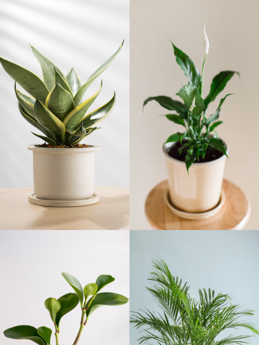 Best Indoor Plants According to Vastu Zoom TV