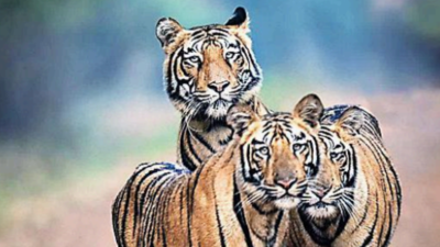 Call of the wild: Tigress grooms mother's cub
