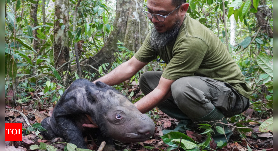 Critically endangered Sumatran rhino born in Indonesia