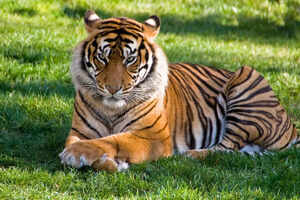 Mudumalai Tiger Reserve, a wildlife paradise in the Nilgiris