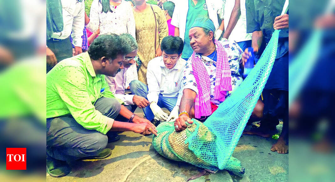 Stray Dog Census Stray Dog Census And Vaccination Drive Begins In stray-dog-census-stray-dog-census-and-vaccination-drive-begins-in