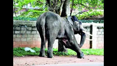 Human-jumbo conflict on rise: Man, two tuskers found dead