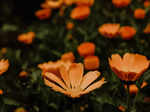 ​Calendula (Pot Marigold)​