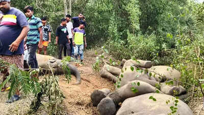 Train runs over 3 jumbos in Buxa Tiger Reserve