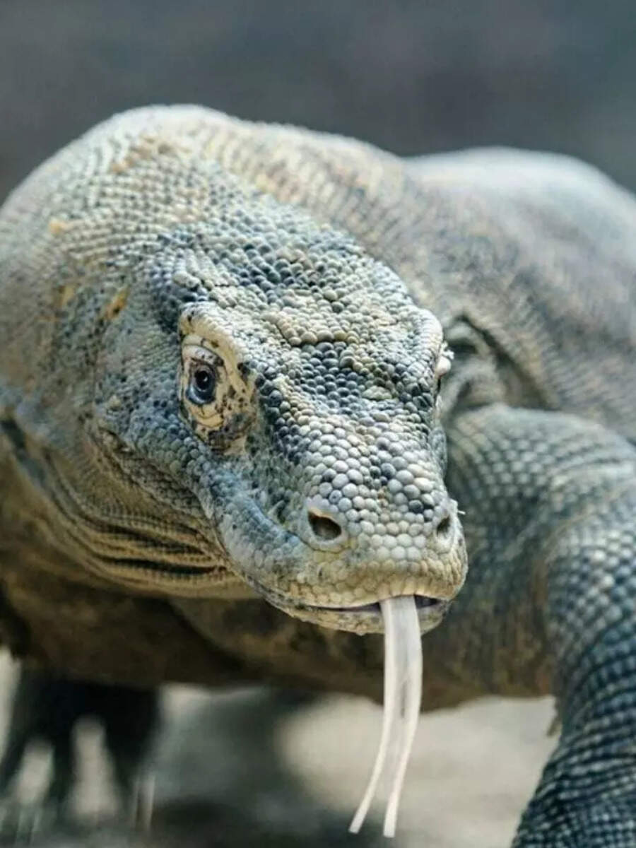 5 Animals With No Predators Times Now
