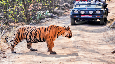 VIP quota for Ranthambore safaris sold in black by officials: Report