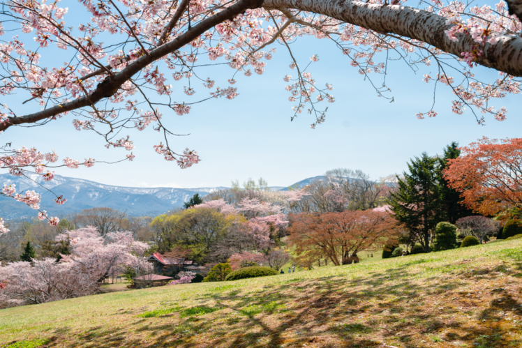 In pictures: Best places to witness cherry blossoms in Japan | Times of ...