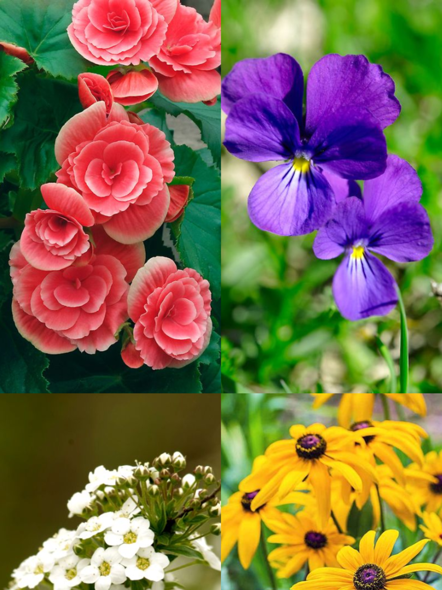 Beautiful Flowering Plants That Bloom All Year Times Now