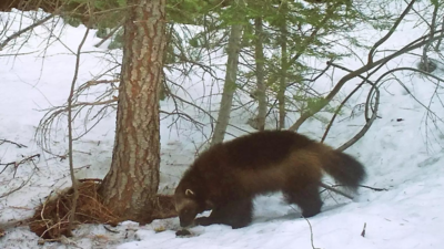US moves to protect wolverines as climate change melts their mountain refuges, threatens extinction