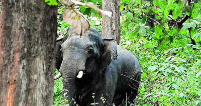 Herd Of Elephants: Herd Of 6 Tuskers Lays Siege To Highway In Ptr For A 