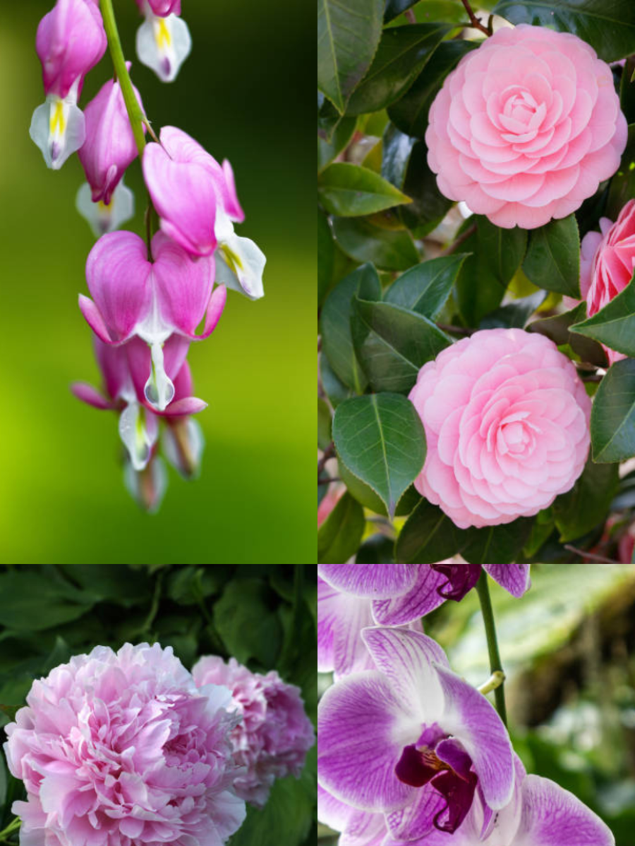 Flowers That Resembles Love Times Now