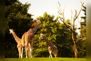 Biodiversity wonders: World's largest zoos to spot rare species