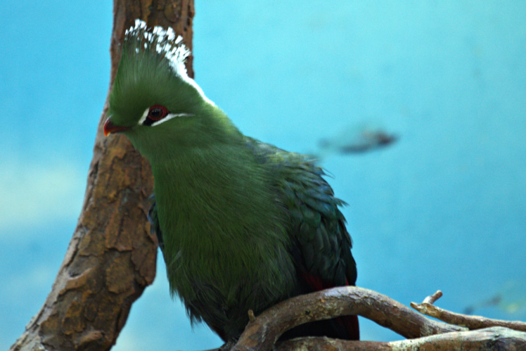Moscow Zoo, Russia