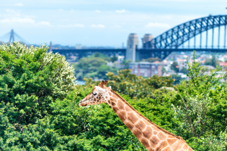 Taronga Zoo, Australia