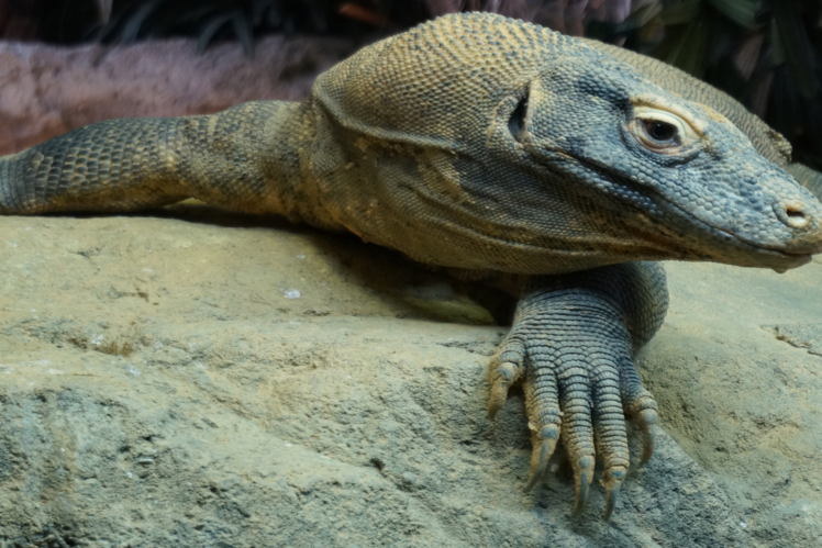 Bronx Zoo, USA