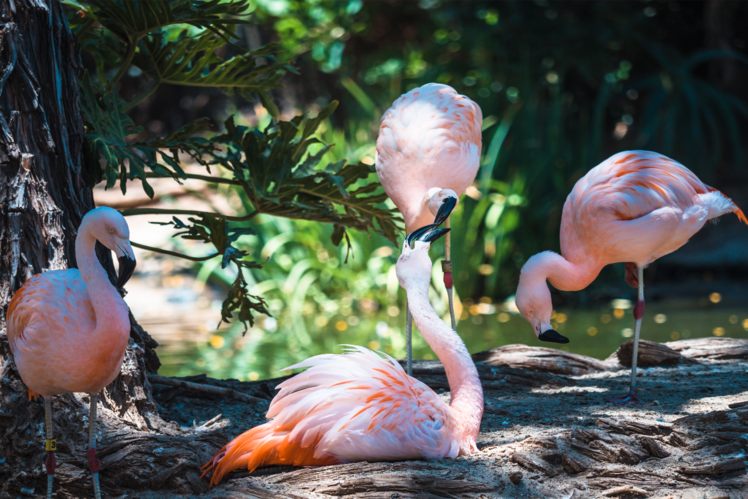 San Diego Zoo, USA