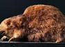 Golden mole not seen for 80 years & presumed extinct found again in SA