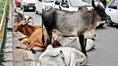 AMC got no e-donations for upkeep of cattle