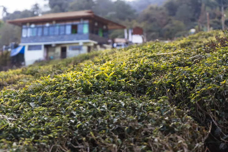 Tea garden retreats