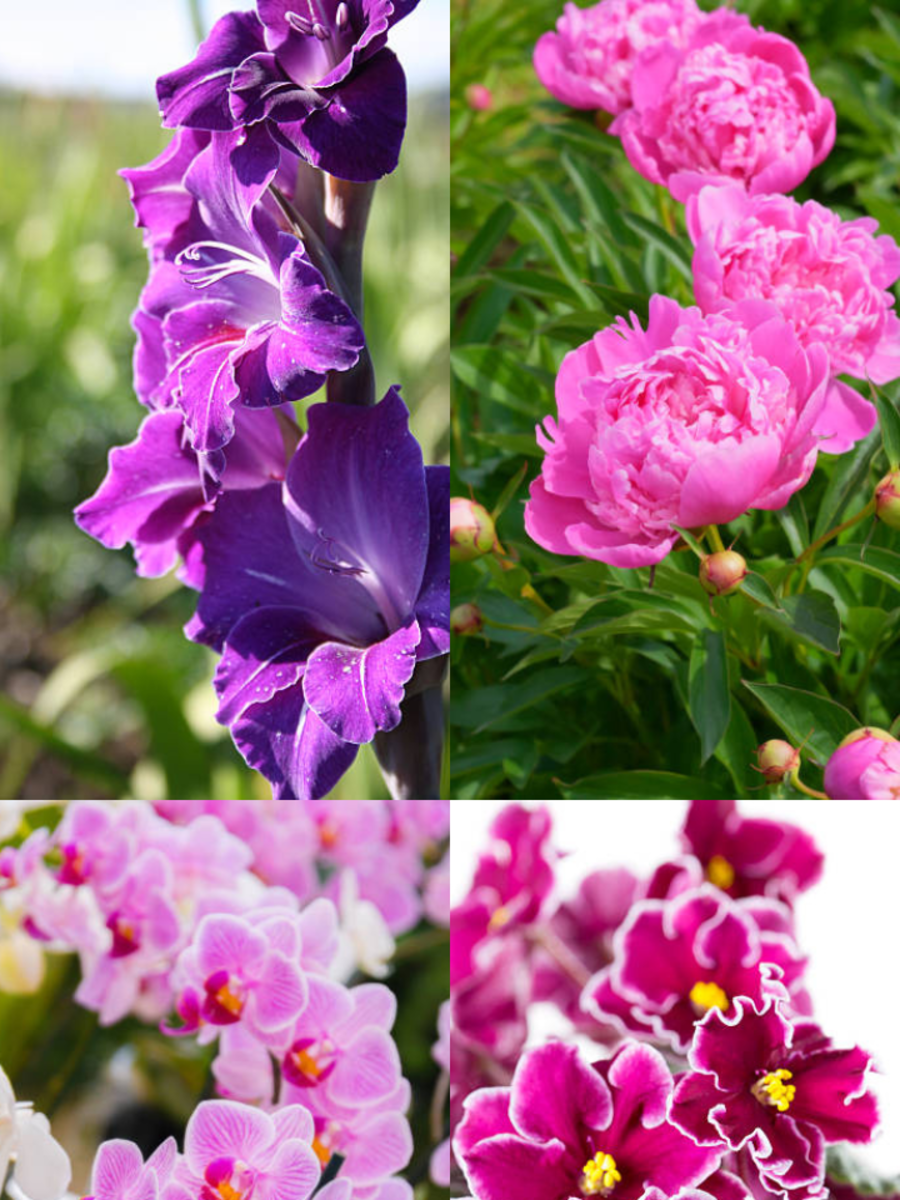 Flowers That Resembles Strength Times Now