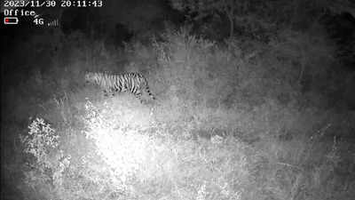 Tiger sighted 10km outside Bandipur forest, Karnataka forest dept on alert