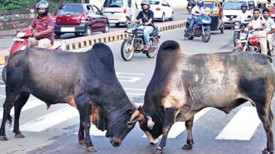 Civic bodies fail to rein in raging bulls