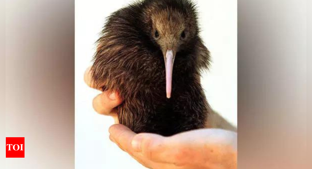 Kiwi: New Zealand’s capital welcomes first Kiwi chicks in over 150 years