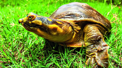 1 held for smuggling 2,000 turtles
