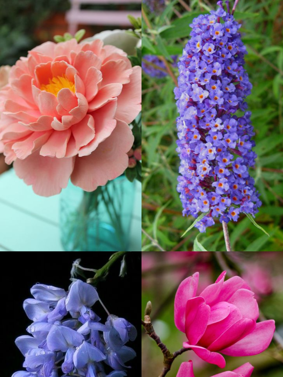 Beautiful Flowers That Smell Good Times Now