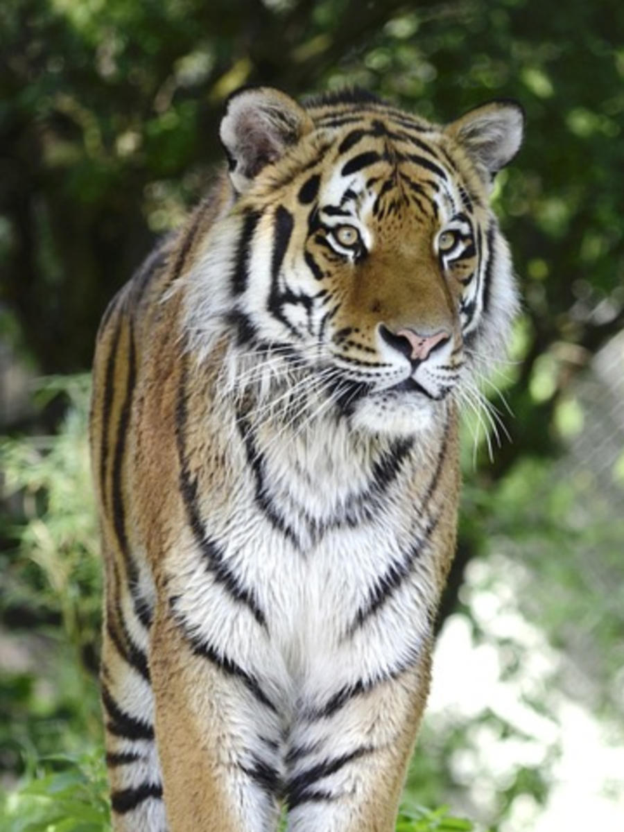 7 Wild Animals That Can Kill Tigers Easily Times Now