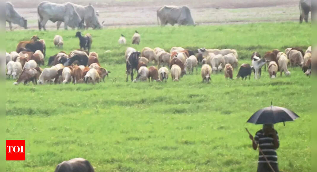 Livestock Insurance Livestock Insurance Scheme to Replace Compensation