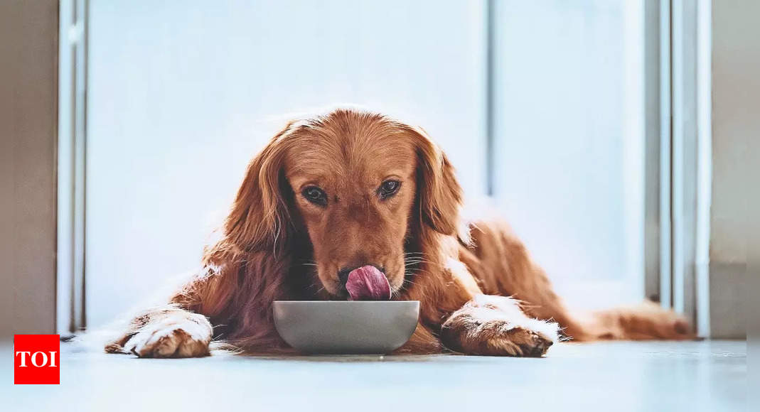 Pet parents try millets for their pets' healthy meals - Times of India