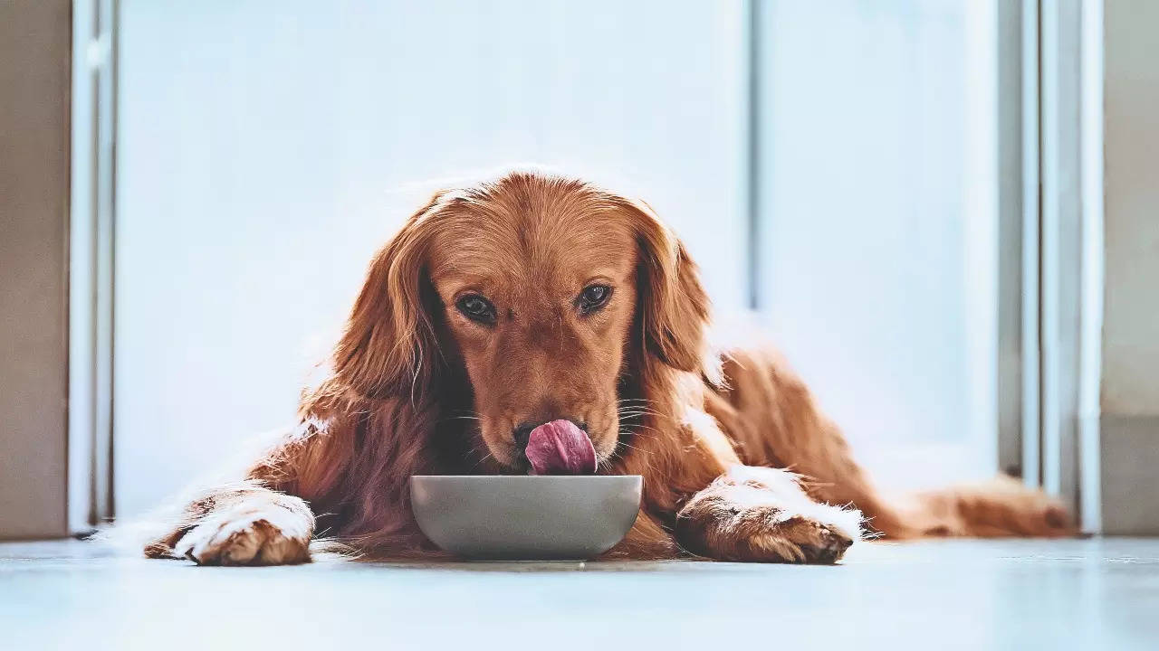 Golden retriever trying sales food