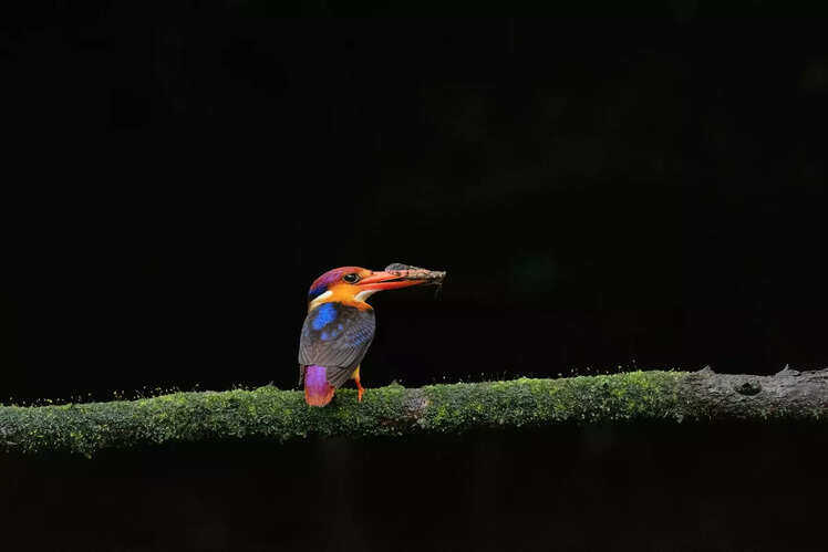Karnala Bird Sanctuary