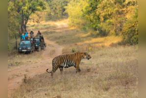 Into the wild: Best wildlife safaris in India for the winter season